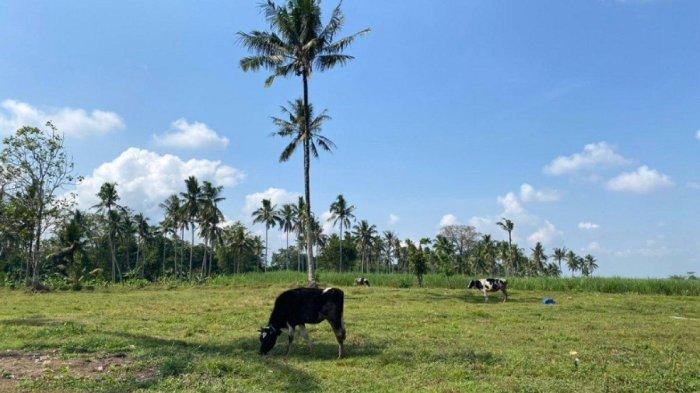 Propang-Ranch-Magelang.jpg
