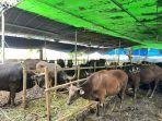 IDUL-ADHA-Sapi-kurban-di-lapak-milik-Hidayat-yang-terletak-di-Jalan-Kemanggisan.jpg